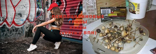 ПСИЛОЦИБИНОВЫЕ ГРИБЫ Каменка